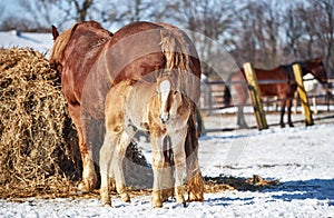 A red draft foal stands near the mother against the background of straw on a farm