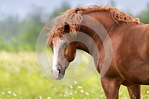 Red draft horse