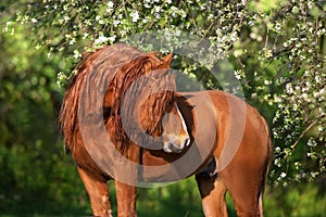 Red draft horse in flowers