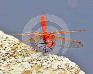 Red Dragon Fly