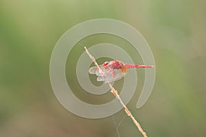 Red dragon fly on dry stick