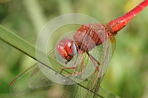 Red dragon fly on grass blade