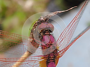 The red dragon fly hangin on the weeds photo