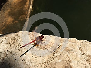 Red dragon-fly next to a pool