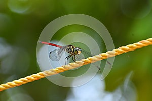 Red dragon fly on rope