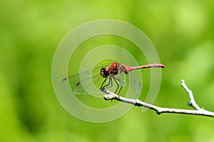 Red dragon fly on a stick.