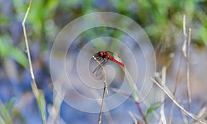 Red dragon fly