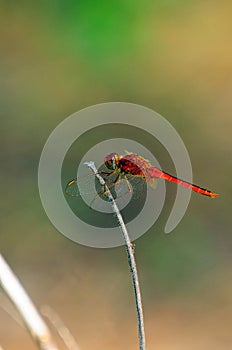 Red dragon fly on a stick in nice background.