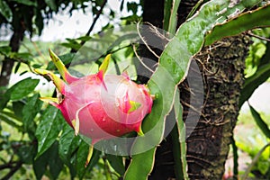 Red dragon Fruit on tree in the garden