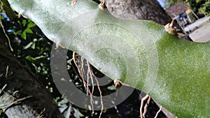 red dragon fruit tree with thorns in summer