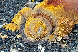 Red Dragon. Land iguana. Conolophus subcristatus photo