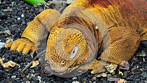 Red Dragon. Land iguana. Galapagos islands, Ecuador