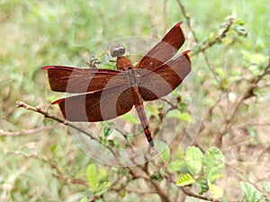 Red Dragon Neurothemis fluctuans Capung merah