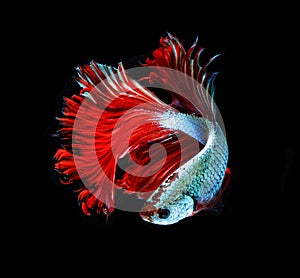 Red dragon siamese fighting fish, betta fish on black b