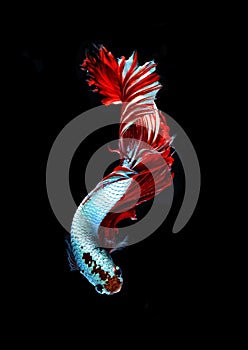 Red dragon siamese fighting fish, betta fish isolated on black b