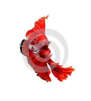 Red dragon siamese fighting fish, betta fish isolated on white b