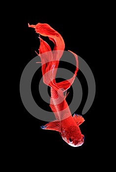 Red dragon siamese fighting fish , betta isolated on white backg
