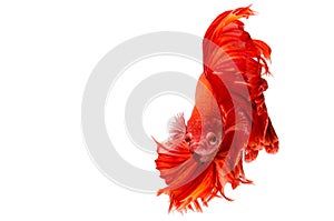 Red dragon Siamese fighting fish movement isolated on white back