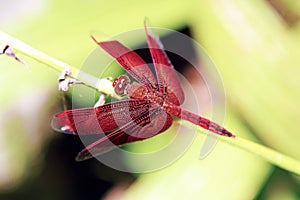 Red Dragonfly 1