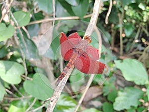 Red dragonfly