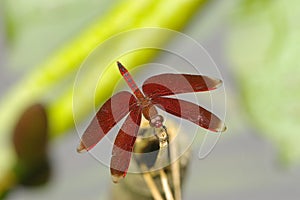 Red dragonfly