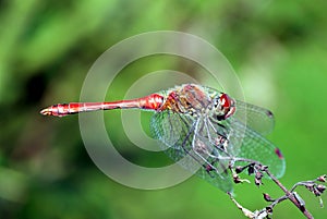 Red dragonfly.