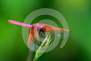 Red dragonfly