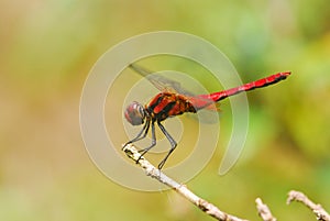 Red Dragonfly