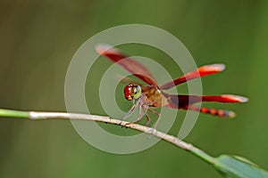 Red dragonfly