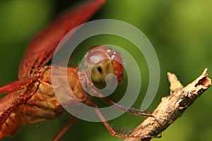A red dragonfly