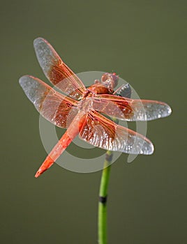 Red Dragonfly photo