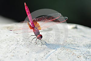 A Red Dragonfly