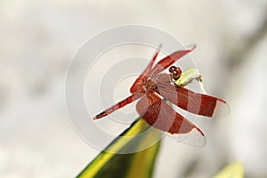 Red Dragonfly 3