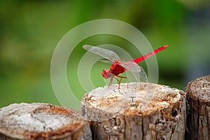 Red dragonfly