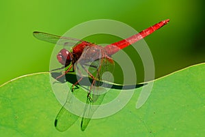 Red Dragonfly