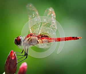 Red Dragonfly