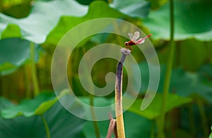 Red dragonfly