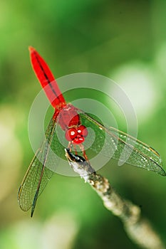 Red dragonfly.