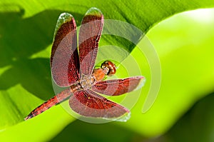 Red dragonfly