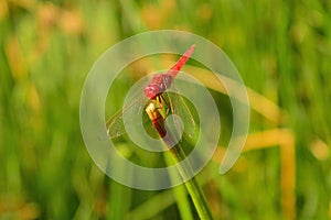 Red dragonfly