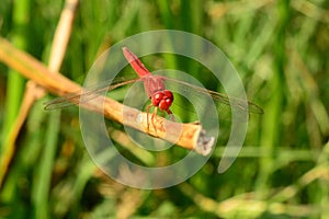 Red dragonfly