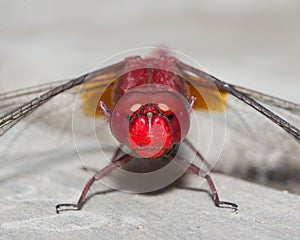 Red dragonfly - Angry face