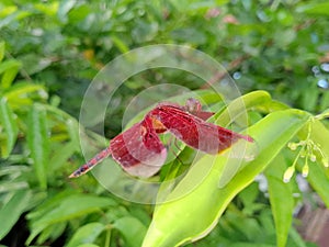 a red dragonfly (anisoptera) perched on Putri's earring tree (water Jasmin)