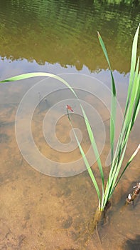 Red Dragonfly or Anisoptera resting on Rice Plant in Nature, Outdoor Photography,Autumn, The Harvest of Autumn, Natural, Landscape
