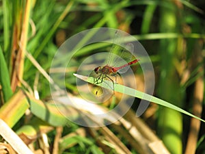 Red dragonfly on blade of grass