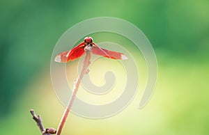 Red Dragonfly on a branch with a green background Neurothemis ramburii