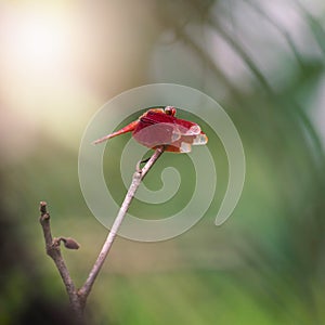 Red Dragonfly on a branch with a green background Neurothemis ramburii