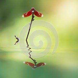 Red Dragonfly on a branch water reflection Neurothemis ramburii