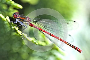 Red dragonfly close up