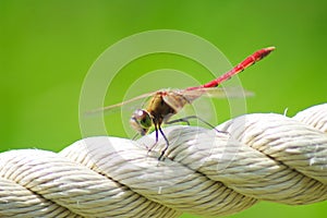 Red dragonfly close up